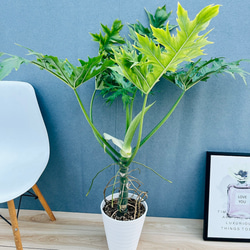 現品］【希少】ユッカ ロストラータ 実生 短葉 幹立 10号 観葉植物