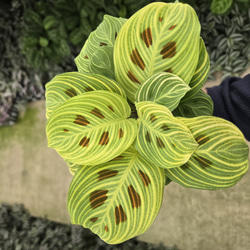 カラテアムサイカ観葉植物 その他インテリア雑貨 グリーンハウス 通販