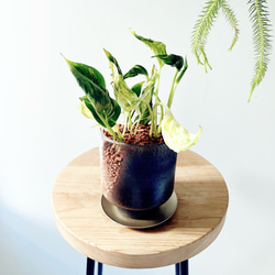 希少》フペルジア スワンテイル ハンギング 観葉植物 calm cafe 多肉