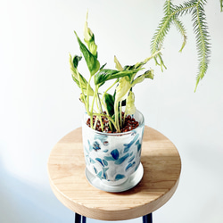 耐寒性 グレビレア ムーンライト オージープランツ 観葉植物 calm cafe