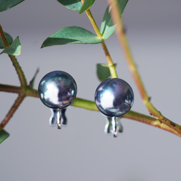 碩大、光澤亮麗的孔雀貝殼珍珠耳環（10毫米）和醫用級不銹鋼耳環 - 黑燕尾 第6張的照片