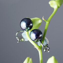 碩大、光澤亮麗的孔雀貝殼珍珠耳環（10毫米）和醫用級不銹鋼耳環 - 黑燕尾 第1張的照片