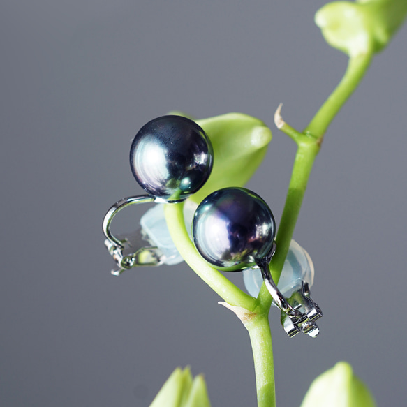 碩大、光澤亮麗的孔雀貝殼珍珠耳環（10毫米）和醫用級不銹鋼耳環 - 黑燕尾 第1張的照片