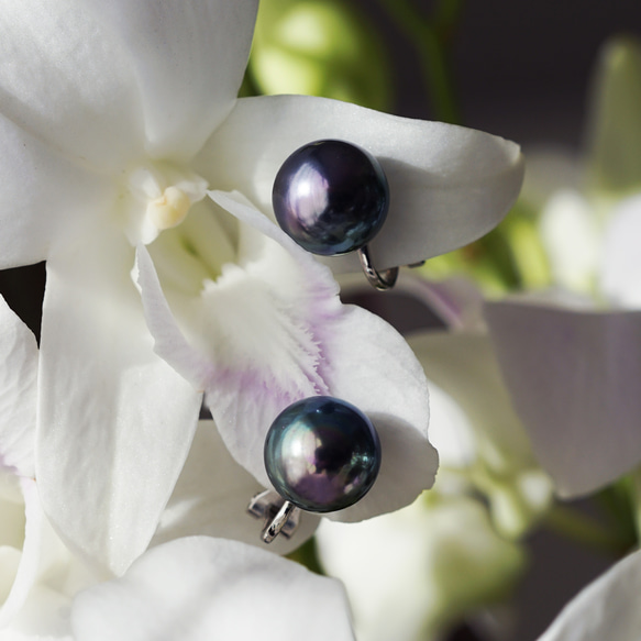 碩大、光澤亮麗的孔雀貝殼珍珠耳環（10毫米）和醫用級不銹鋼耳環 - 黑燕尾 第10張的照片