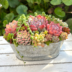 sold 多肉植物寄せ植え アイアンバスケット 多肉植物 galleryk's植物