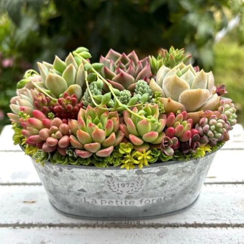多肉植物 寄せ植え ブリキ鉢 韓国苗 プレゼント 祝い おうちプレゼント