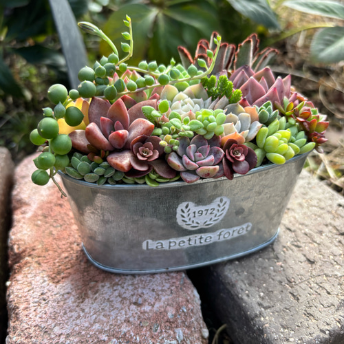 多肉植物 寄せ植え ブリキ鉢 韓国苗 プレゼント 祝い おうちプレゼント