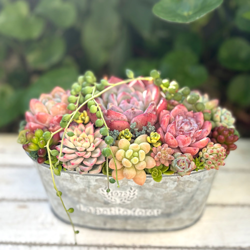 多肉植物 寄せ植え ブリキ鉢 韓国苗 プレゼント 祝い おうちプレゼント