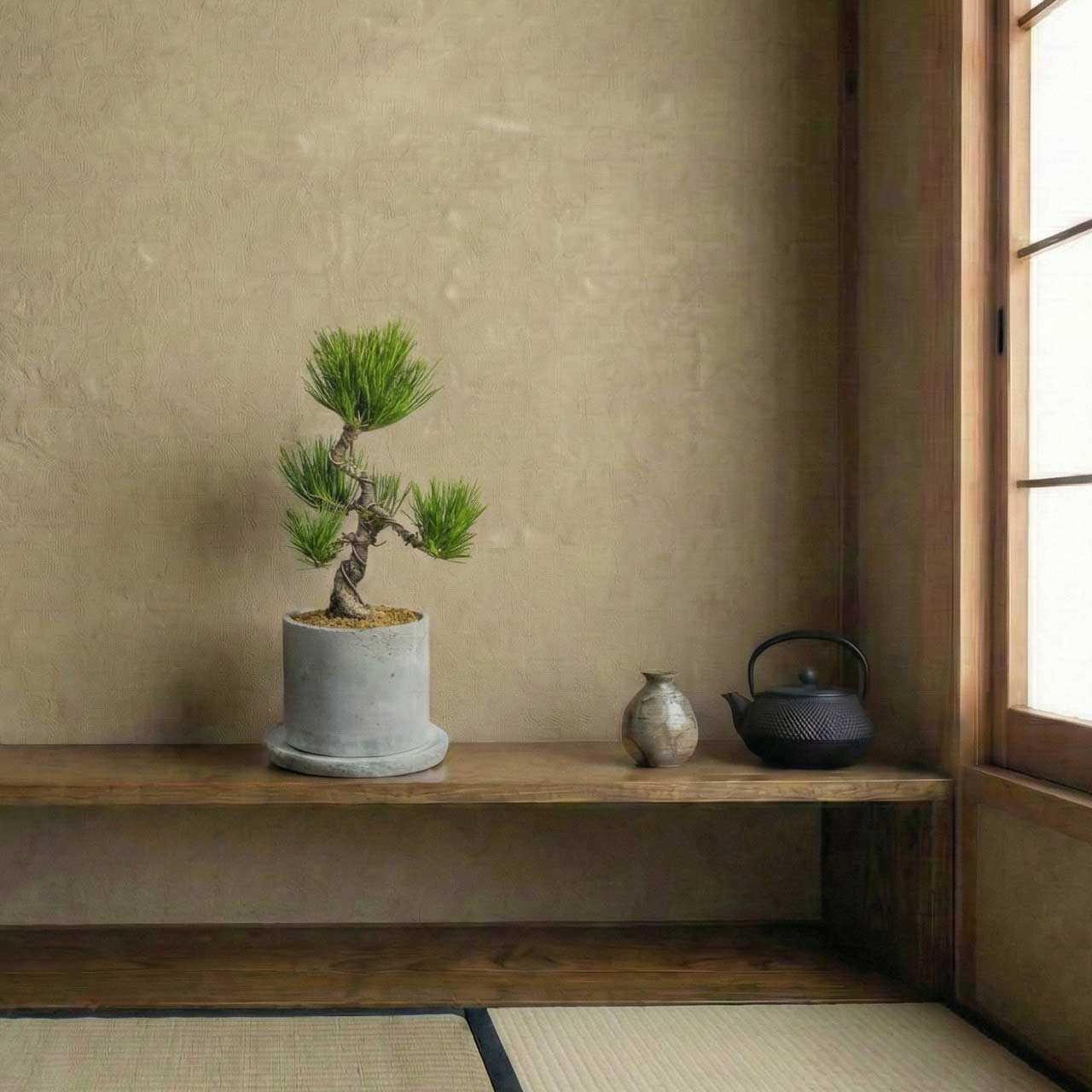 和モダン インテリア 盆栽 八ツ房黒松 モルタル鉢 セット 黒松 ミニ盆栽 【虫発生抑制／手作り鉢】送料全国一律850円