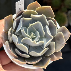 超レア実生苗！☆（リンゼアナ×ホリコロ）×（メキシカンジャイアント