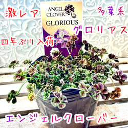 八重咲きローマン　苗　ダブルフラワーカモミール　4号サイズ　カモミール 10_011000001560.jpg?1560609038