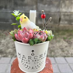 ☆送料無料☆♡そのまま飾れる♡かごバスケット♬可愛い多肉植物寄せ