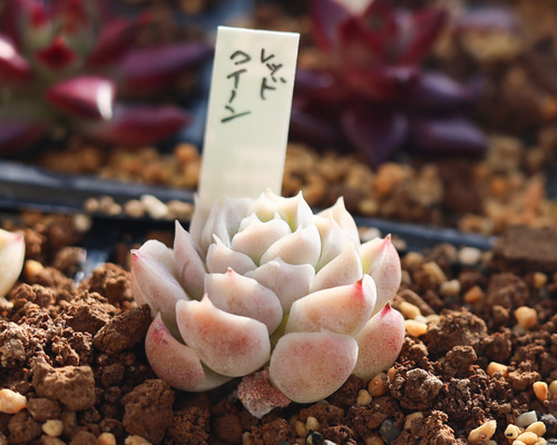 レッドクイーン／赤女王 カット苗 エケベリア 多肉植物 Lazuli Letters