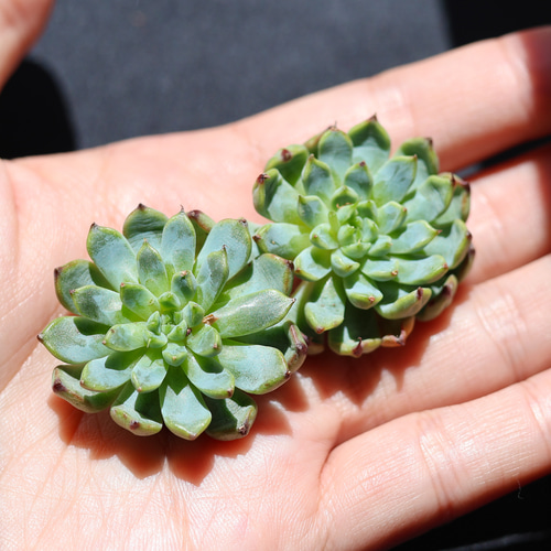 ブルーミニマ カット苗 エケベリア 多肉植物 Lazuli Letters 通販