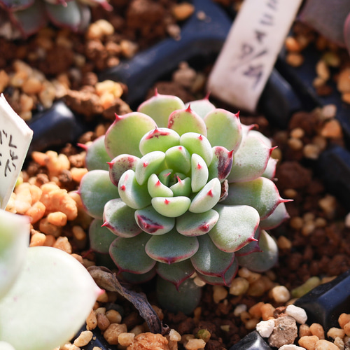 ブルーミニマ カット苗 エケベリア 多肉植物 Lazuli Letters 通販