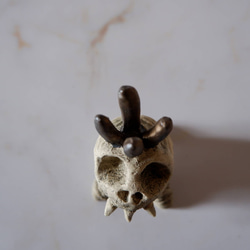 ミニ白髑髏樹土鬼香立て5　塊根植物　多肉植物　盆栽　植木鉢　作家鉢　ミニチュア　沖縄 4枚目の画像