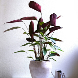 柑橘苗 3年生 フィンガーライム接木苗／ワイルドホワイト 高さ80センチ