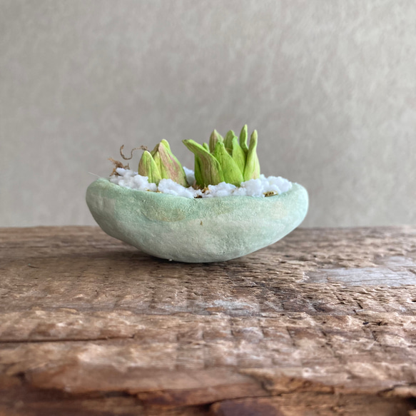 9983.bud 粘土の鉢植え フキノトウ 5枚目の画像