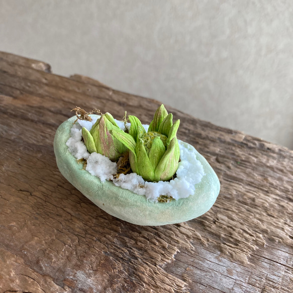 9983.bud 粘土の鉢植え フキノトウ 2枚目の画像