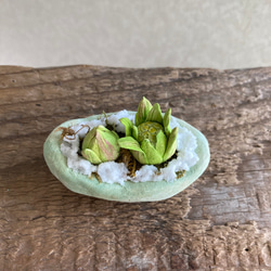 9983.bud 粘土の鉢植え フキノトウ 3枚目の画像