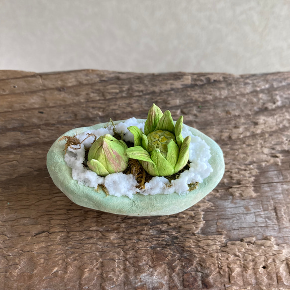 9983.bud 粘土の鉢植え フキノトウ 3枚目の画像
