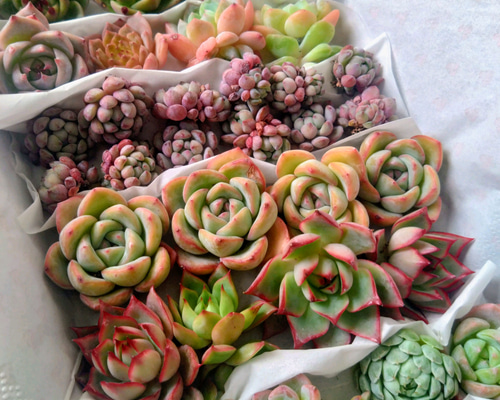 多肉植物 エケベリア☆豪華2026年福袋詰合せセット 多肉植物 chao