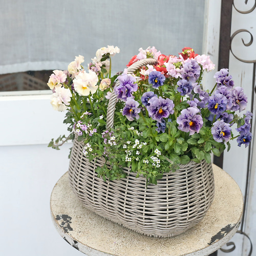 値引きセール 現品販売 季節の花寄せ植え ブルー＆ピンク ナチュラル