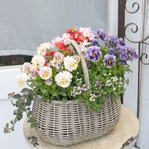 オーバルバスケットのパステルカラー寄せ植え 値引きセール 現品販売 季節の花寄せ植え ブルー＆ピンク ナチュラル
