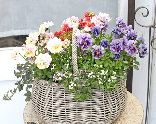 オーバルバスケットのパステルカラー寄せ植え 値引きセール 現品販売 季節の花寄せ植え ブルー＆ピンク ナチュラル