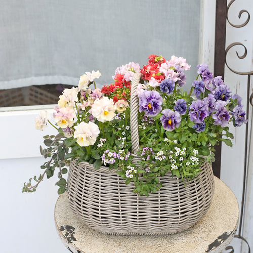 値引きセール 現品販売 季節の花寄せ植え ブルー＆ピンク ナチュラル
