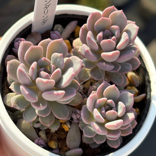 人気品種！【現品】 ☆リンダリンダ（3頭+赤ちゃん葉挿し）多肉植物