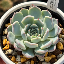 超レア実生苗！☆（リンゼアナ×ホリコロ）×（メキシカンジャイアント