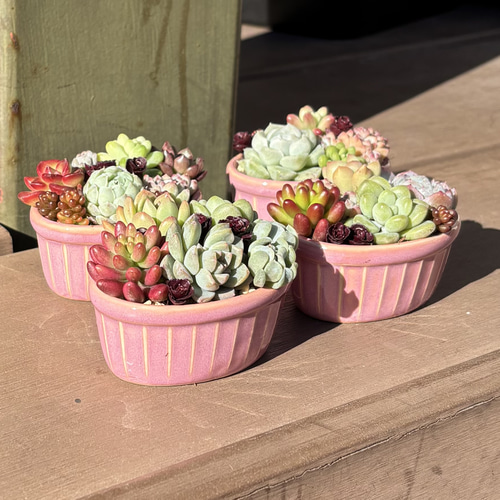 多肉植物 寄せ植え そのまま飾れる✧*｡٩(ˊωˋ*)و✧*ピンク楕円鉢 多肉