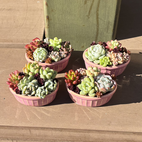 多肉植物 ♡そのまま飾れる寄せ植え♡豪華4点セット♬*° 多肉植物 ♡そのまま飾れる寄せ植え♡4点セット♬*° 専用です！