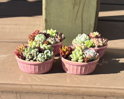❤️専用❤️多肉植物❤️そのまま飾れる寄せ植え❤️４点❤️ そのまま飾れる多肉植物寄せ植え 管理書付 オンライン ショ