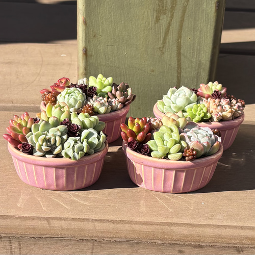 多肉植物 寄せ植え そのまま飾れる✧*｡٩(ˊωˋ*)و✧*ピンク楕円鉢 多肉