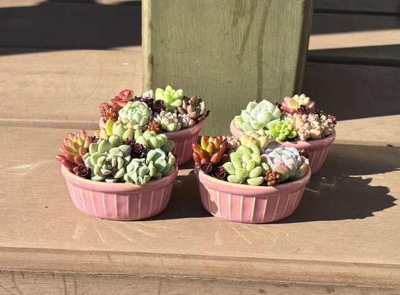 石鉢・寄せ植え鉢・多肉植物鉢・一輪挿し 石鉢・寄せ植え鉢・多肉植物鉢・一輪挿し 石鉢・寄せ植え鉢・多肉植物