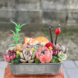 ☆送料無料☆♡そのまま飾れる♡お昼寝ネコちゃんの可愛い多肉植物寄せ