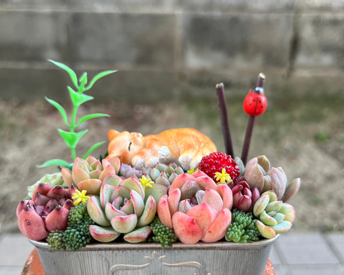 ☆送料無料☆♡そのまま飾れる♡お昼寝ネコちゃんの可愛い多肉植物寄せ