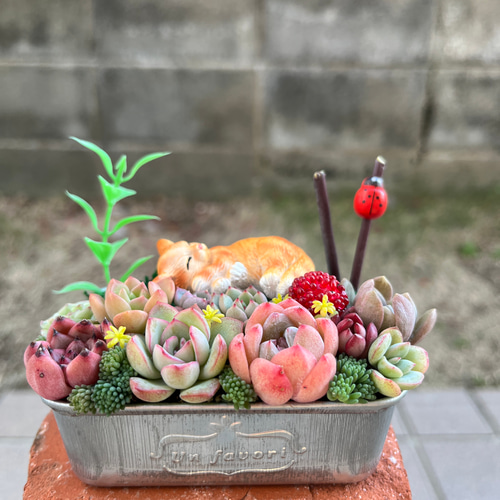 ❤️専用❤️多肉植物❤️そのまま飾れる寄せ植え❤️ねこちゃん汽車~❤️ ☆送料無料☆♡そのまま飾れる♡お昼寝ネコちゃんの可愛い多肉植物寄せ