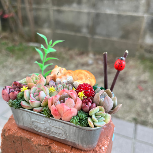 ☆送料無料☆♡そのまま飾れる♡お昼寝ネコちゃんの可愛い多肉植物寄せ