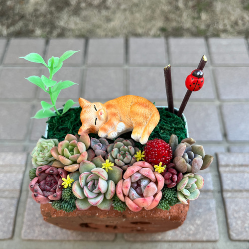 ☆送料無料☆♡そのまま飾れる♡お昼寝ネコちゃんの可愛い多肉植物寄せ