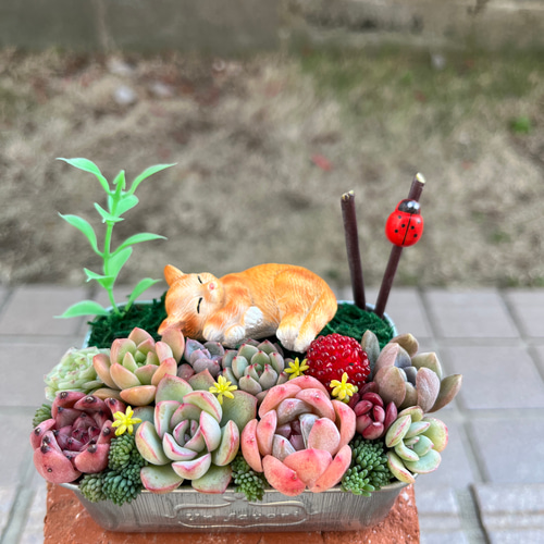 ꕥ多肉寄せ植えꕥお眠り中白猫ちゃん＆ハウスオブジェ付き ꕥ多肉寄せ
