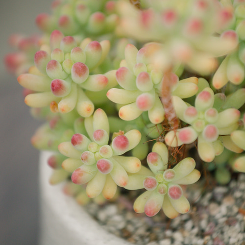 乙女心 セダム｜陶器鉢仕立ての多肉植物｜暮らしに寄り添う一点物