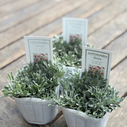 スキミア「マジック マルロー」6号 斑入りの葉 蕾がいっぱい 豪華 お