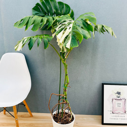 現品］【希少】ユッカ ロストラータ 実生 短葉 幹立 10号 観葉植物