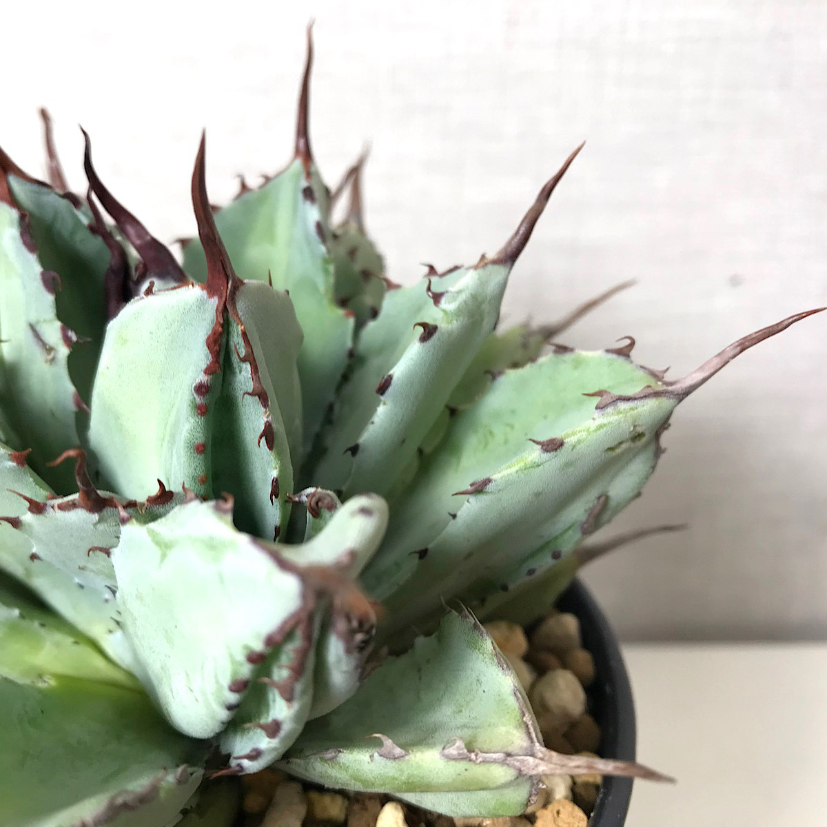 アガベ ポタトラム 'キュービック'