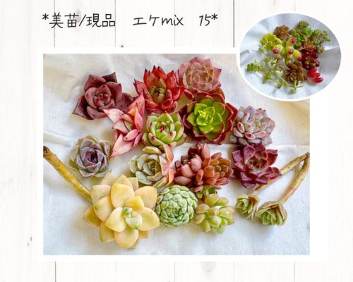 美苗/現品】 エケmix 15 ちまちまつぶつぶ付き＊ 多肉植物カット苗
