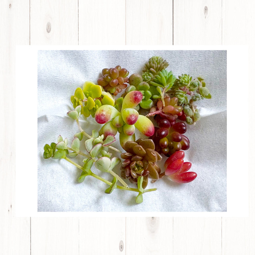 美苗/現品】 エケmix 15 ちまちまつぶつぶ付き＊ 多肉植物カット苗