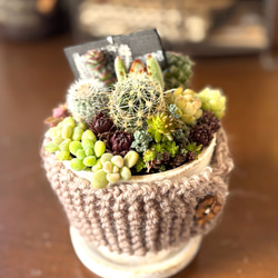 sold 多肉植物寄せ植え アイアンバスケット 多肉植物 galleryk's植物